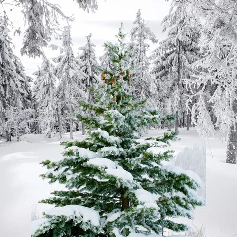 Jouluinen satu
