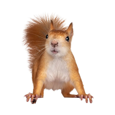 Jouluinen satu